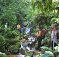 entering the cloud forest