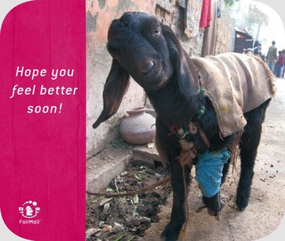 Fair Trade Photo Greeting Card Activity, Animals, Asia, Colour image, Cute, Day, Funny, Get well soon, Goat, Handicapped, India, Looking at camera, Outdoor, Sickness, Street, Streetlife, Vertical