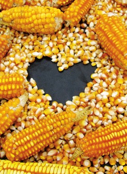 Fair Trade Photo Greeting Card Agriculture, Colour image, Corn, Food and alimentation, Heart, Horizontal, Love, Peru, South America, Valentines day, Yellow