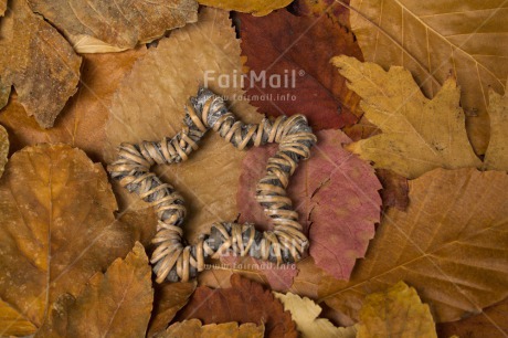 Fair Trade Photo Autumn, Christmas, Colour image, Horizontal, Leaf, Peru, Seasons, South America, Star