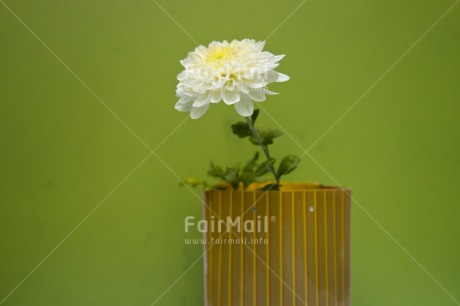 Fair Trade Photo Colour image, Flower, Green, Horizontal, Indoor, Peru, South America, Studio, White, Yellow