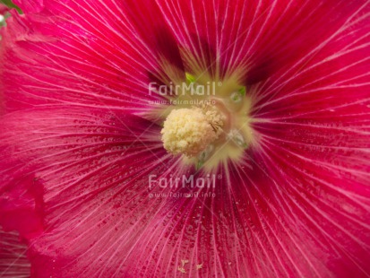 Fair Trade Photo Closeup, Flower, Horizontal, Peru, Pink, South America, Yellow