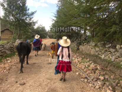 Fair Trade Photo Activity, Agriculture, Animals, Clothing, Cow, Dailylife, Donkey, Family, Group of People, Horizontal, Mountain, People, Peru, Rural, Sombrero, South America, Streetlife, Traditional clothing, Walking