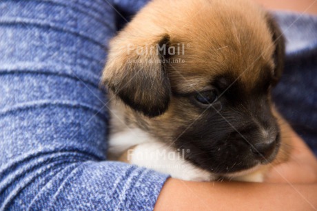 Fair Trade Photo Animals, Care, Colour image, Cute, Dog, Horizontal, Peru, Puppy, South America