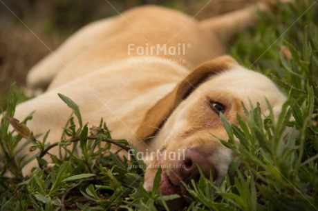 Fair Trade Photo Animals, Colour image, Dog, Horizontal, Peru, South America
