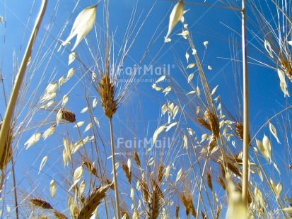 Fair Trade Photo Agriculture, Colour image, Condolence-Sympathy, Day, Harvest, Horizontal, Low angle view, Nature, Outdoor, Peace, Peru, Seasons, Sky, South America, Spirituality, Summer