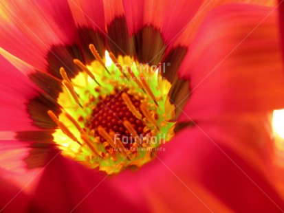 Fair Trade Photo Closeup, Flower, Green, Horizontal, Peru, Red, South America