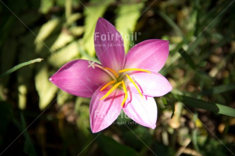 Fair Trade Photo Closeup, Colour image, Condolence-Sympathy, Flower, Forest, Horizontal, Peru, Pink, Shooting style, South America