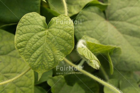 Fair Trade Photo Closeup, Colour image, Heart, Horizontal, Leaf, Love, Nature, Peru, Plant, South America