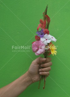 Fair Trade Photo Activity, Closeup, Colour image, Flower, Giving, Peru, South America, Vertical