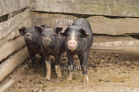 Fair Trade Photo Agriculture, Animals, Colour image, Friendship, Funny, Good luck, Horizontal, Peru, Pig, South America, Together