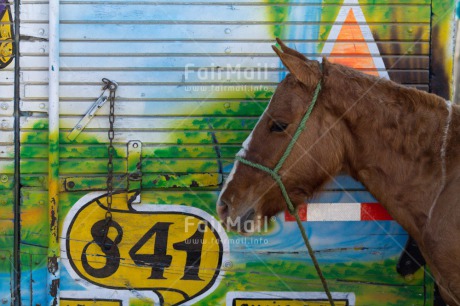 Fair Trade Photo Animals, Colour image, Horizontal, Horse, Peru, South America