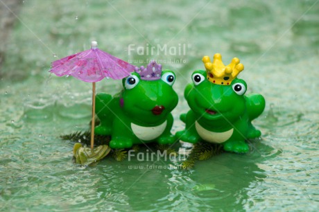 Fair Trade Photo Animals, Frog, Funny, Love, Marriage, Prince, Princess, Rain, Together, Umbrella, Water, Wedding