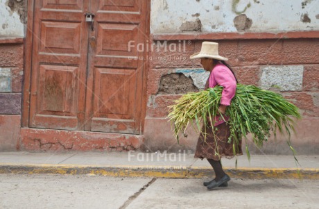 Fair Trade Photo Activity, Agriculture, Carrying, Colour image, Horizontal, One woman, People, Peru, Rural, Sombrero, South America, Walking