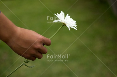Fair Trade Photo Colour image, Condolence-Sympathy, Flower, Hand, Horizontal, Miss you, Peru, South America, Thinking of you