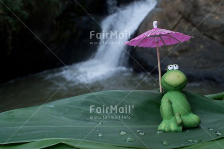 Fair Trade Photo Activity, Animals, Closeup, Colour image, Cute, Day, Frog, Funny, Green, Leaf, Love, Outdoor, Peru, Relaxing, South America, Umbrella, Valentines day, Waterdrop, Waterfall