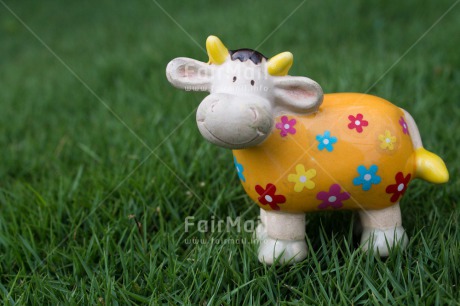 Fair Trade Photo Agriculture, Animals, Colour image, Cow, Cute, Flower, Grass, Peru, South America, Summer