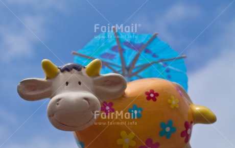 Fair Trade Photo Animals, Cow, Day, Funny, Horizontal, Outdoor, Peru, South America, Summer