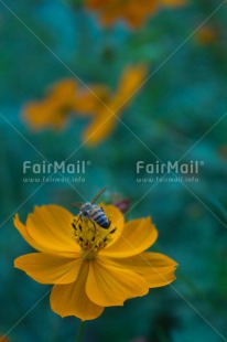 Fair Trade Photo Closeup, Colour image, Flower, Mothers day, Peru, Shooting style, South America, Vertical, Yellow