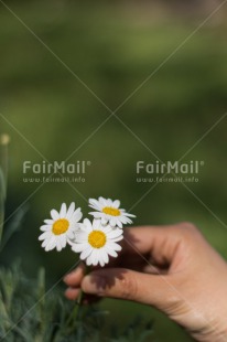 Fair Trade Photo Daisy, Flower, Mothers day, Nature, Outdoor, Peru, Seasons, South America, Spring, Summer, Vertical, White