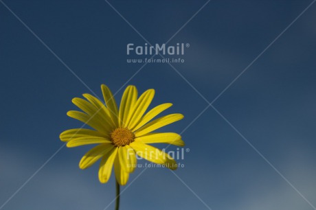 Fair Trade Photo Blue, Clouds, Colour image, Condolence-Sympathy, Flower, Horizontal, Mothers day, Peru, Sky, South America, Summer, Yellow