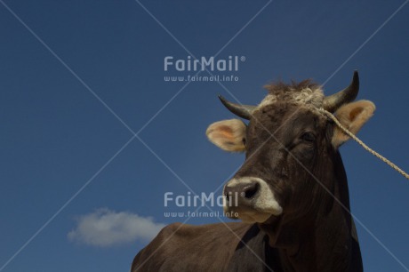 Fair Trade Photo Animals, Bull, Cattle, Colour image, Cow, Horizontal, Peru, South America