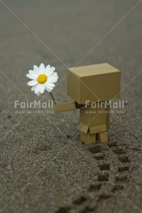 Fair Trade Photo Colour image, Daisy, Danboard, Flower, Peru, Sorry, South America, Thinking of you, Valentines day, Vertical
