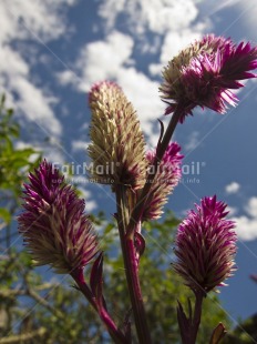 Fair Trade Photo Clouds, Colour image, Day, Flower, Nature, Outdoor, Peru, Pink, Seasons, Sky, South America, Summer, Vertical
