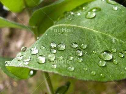 Fair Trade Photo Colour image, Focus on foreground, Green, Horizontal, Leaf, Nature, Outdoor, Peru, Plant, South America, Spirituality, Sustainability, Values, Waterdrop
