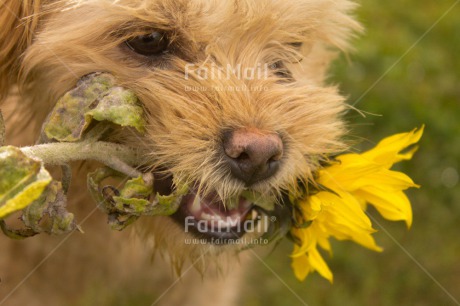 Fair Trade Photo Activity, Animals, Biting, Carrying, Colour image, Dog, Fathers day, Flower, Holding, Horizontal, Love, Mothers day, Peru, Playing, Portrait headshot, Sorry, South America, Valentines day, Yellow