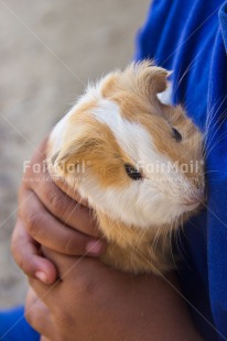 Fair Trade Photo Animals, Blue, Colour image, Cute, Guinea pig, Hand, Hands, Holding, One boy, One child, People, Peru, Puppy, South America, Vertical
