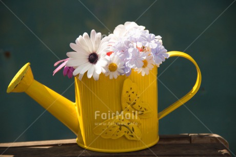 Fair Trade Photo Butterfly, Colour image, Flower, Horizontal, Mothers day, Peru, South America, Thank you, Watering can