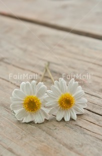 Fair Trade Photo Closeup, Colour image, Daisy, Flower, Peru, Shooting style, South America, Vertical, Wood