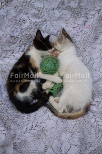 Fair Trade Photo Animals, Cat, Colour image, Cute, Friendship, Love, Peru, South America, Together, Vertical, Wool