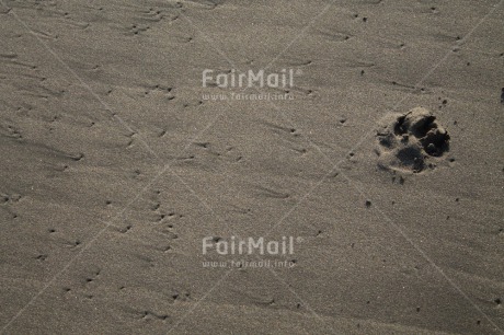 Fair Trade Photo Animals, Beach, Colour image, Dog, Footstep, Horizontal, Peru, Sand, South America