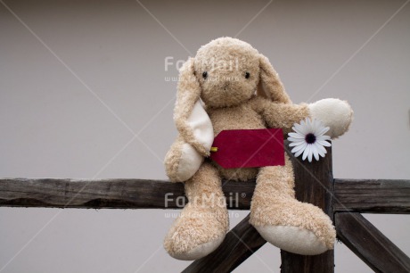Fair Trade Photo Animals, Colour image, Cute, Flower, Horizontal, Mothers day, Peru, Rabbit, Sorry, South America, Thank you, Valentines day