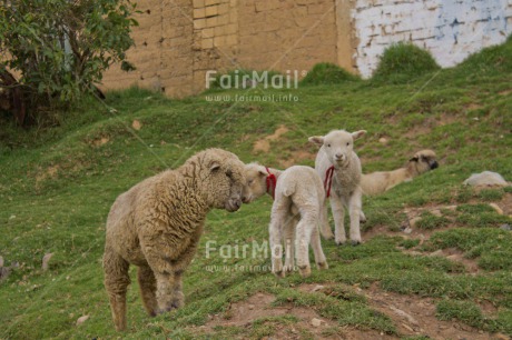 Fair Trade Photo Animals, Child, Colour image, Grass, Green, Horizontal, Love, Mother, Mothers day, Mounain, Outdoor, Peru, Rural, Sheep, South America