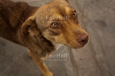 Fair Trade Photo Animals, Closeup, Colour image, Dog, Peru, South America, Street, Streetlife