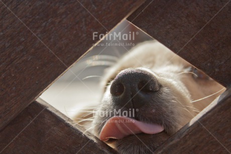 Fair Trade Photo Animals, Closeup, Cute, Dog, Horizontal, Peru, South America