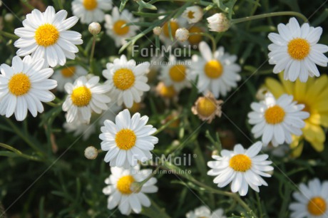 Fair Trade Photo Closeup, Day, Flower, Horizontal, Mothers day, Outdoor, Peru, South America, Summer, White, Yellow