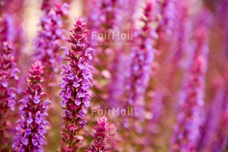 Fair Trade Photo Closeup, Colour image, Flower, Horizontal, Nature, Peru, Pink, Purple, South America