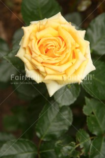 Fair Trade Photo Colour image, Flower, Nature, Peru, Rose, South America, Vertical, Yellow