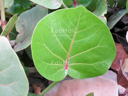 Fair Trade Photo Closeup, Colour image, Green, Horizontal, Leaf, Nature, Peru, South America
