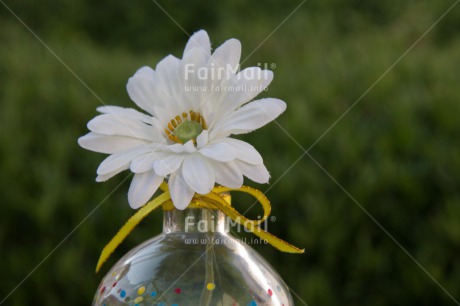 Fair Trade Photo Colour image, Flower, Friendship, Horizontal, Love, Mothers day, Seasons, Spring, Summer