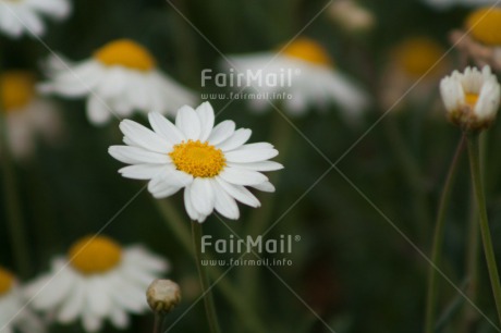 Fair Trade Photo Colour image, Daisy, Flower, Mothers day, Peru, South America, Vertical, White, Yellow
