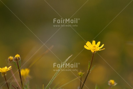 Fair Trade Photo Colour image, Condolence-Sympathy, Fathers day, Flower, Flowers, Horizontal, Love, Mothers day, Nature, Peace, Peru, Silence, Sorry, South America, Thank you, Valentines day, Yellow