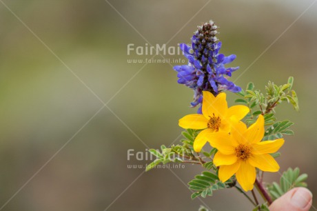 Fair Trade Photo Blue, Colour image, Fathers day, Flower, Flowers, Horizontal, Love, Mothers day, Nature, Peru, Sorry, South America, Thank you, Valentines day, Yellow