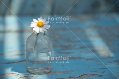 Fair Trade Photo Blue, Bottle, Colour image, Daisy, Day, Fathers day, Flower, Glass, Horizontal, Indoor, Light, Love, Mothers day, Peace, Peru, South America, Sunshine, Valentines day, Vintage