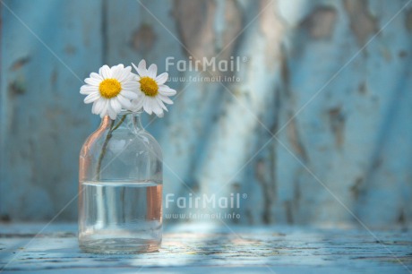 Fair Trade Photo Blue, Bottle, Colour image, Daisy, Day, Fathers day, Flower, Flowers, Glass, Horizontal, Indoor, Light, Love, Mothers day, Peace, Peru, South America, Sunshine, Two, Valentines day, Vintage