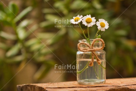 Fair Trade Photo Colour image, Condolence-Sympathy, Daisy, Day, Fathers day, Flower, Friendship, Gift, Glass, Horizontal, Love, Marriage, Mothers day, Nature, Outdoor, Peru, Plant, Ribbon, Rope, Seasons, Sorry, South America, Spring, Thank you, Valentines day, Wedding, White